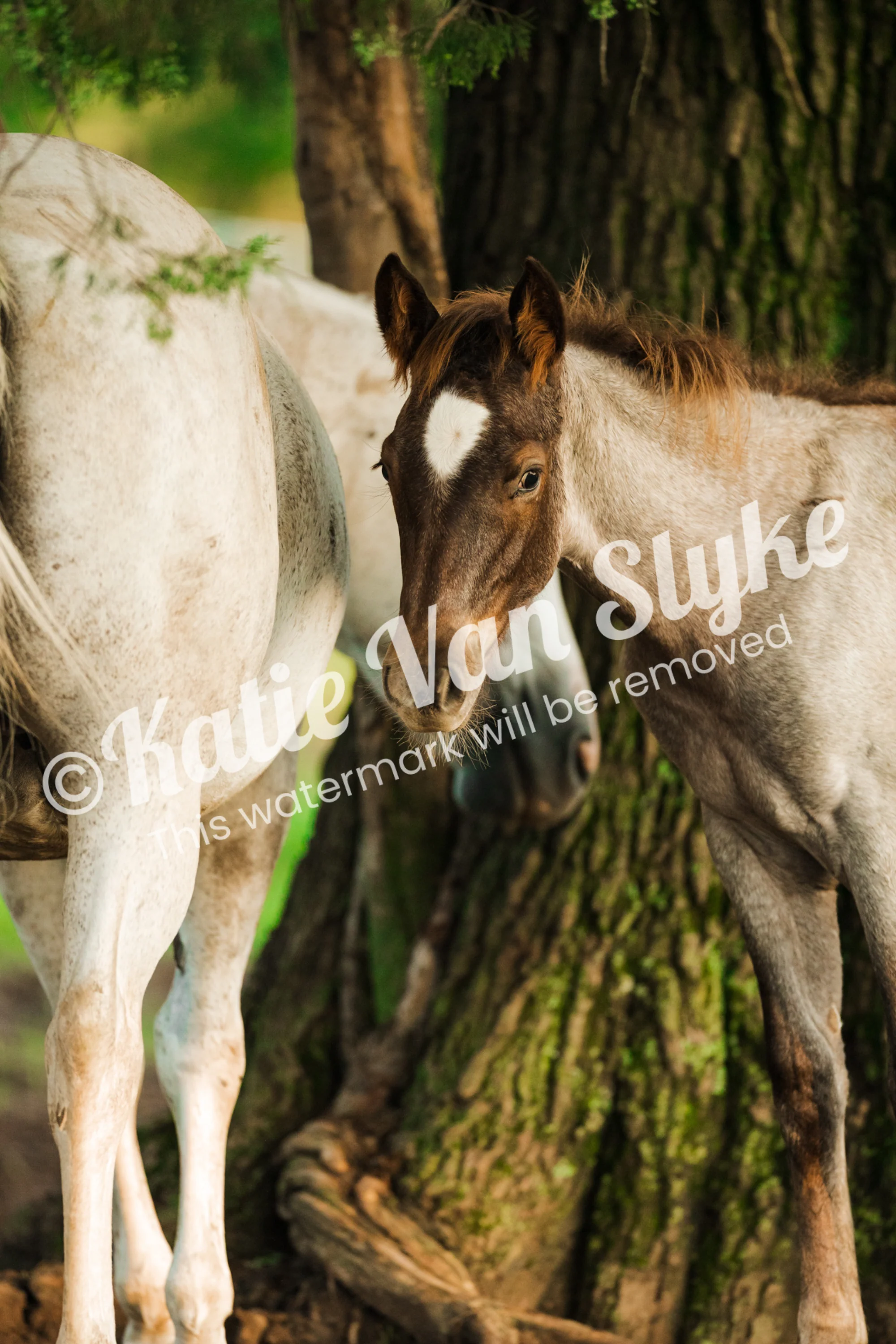 Big Knox Digital Download by Katie Van Slykeâ„¢