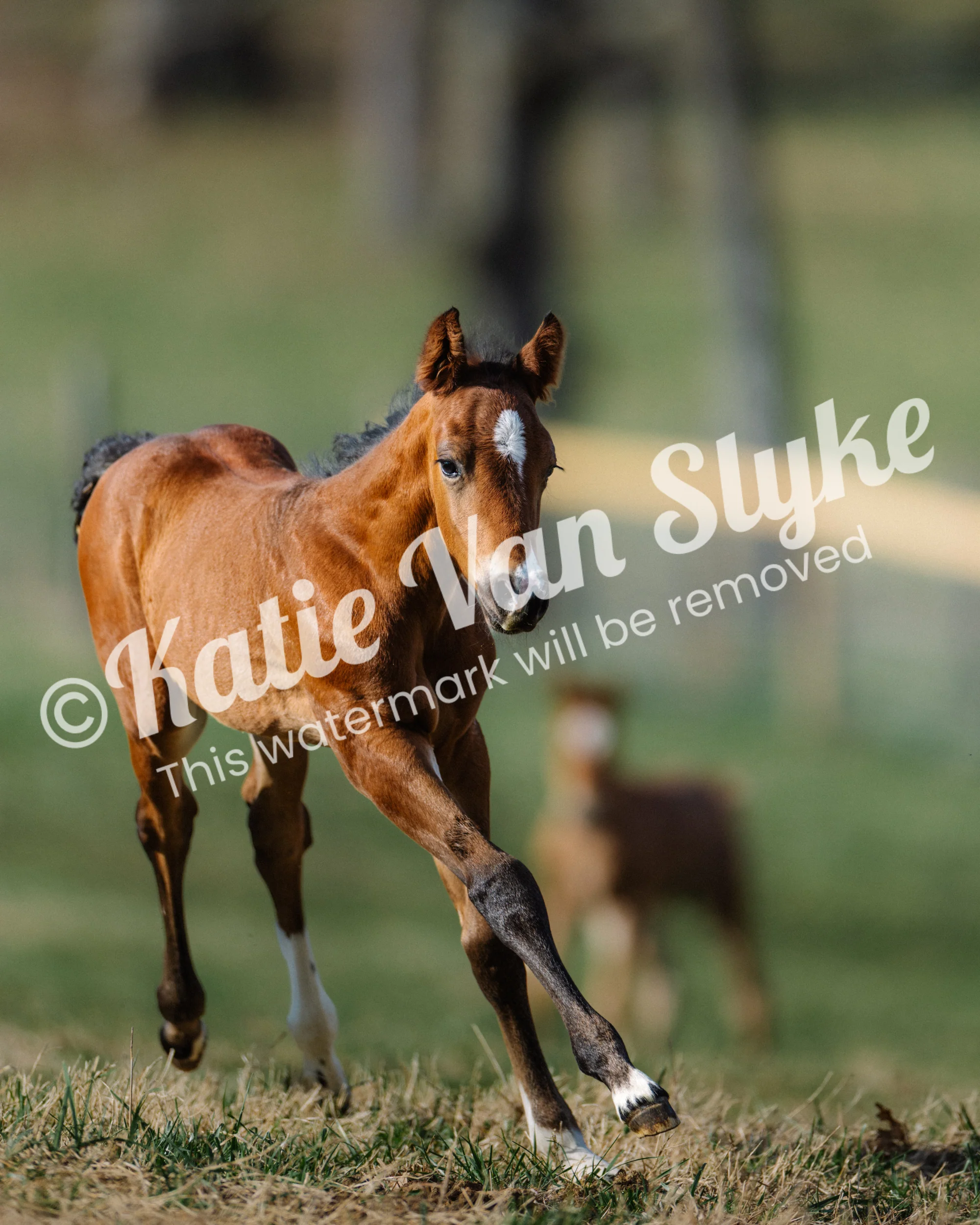 Dallas Running Digital Download by Katie Van Slykeâ„¢