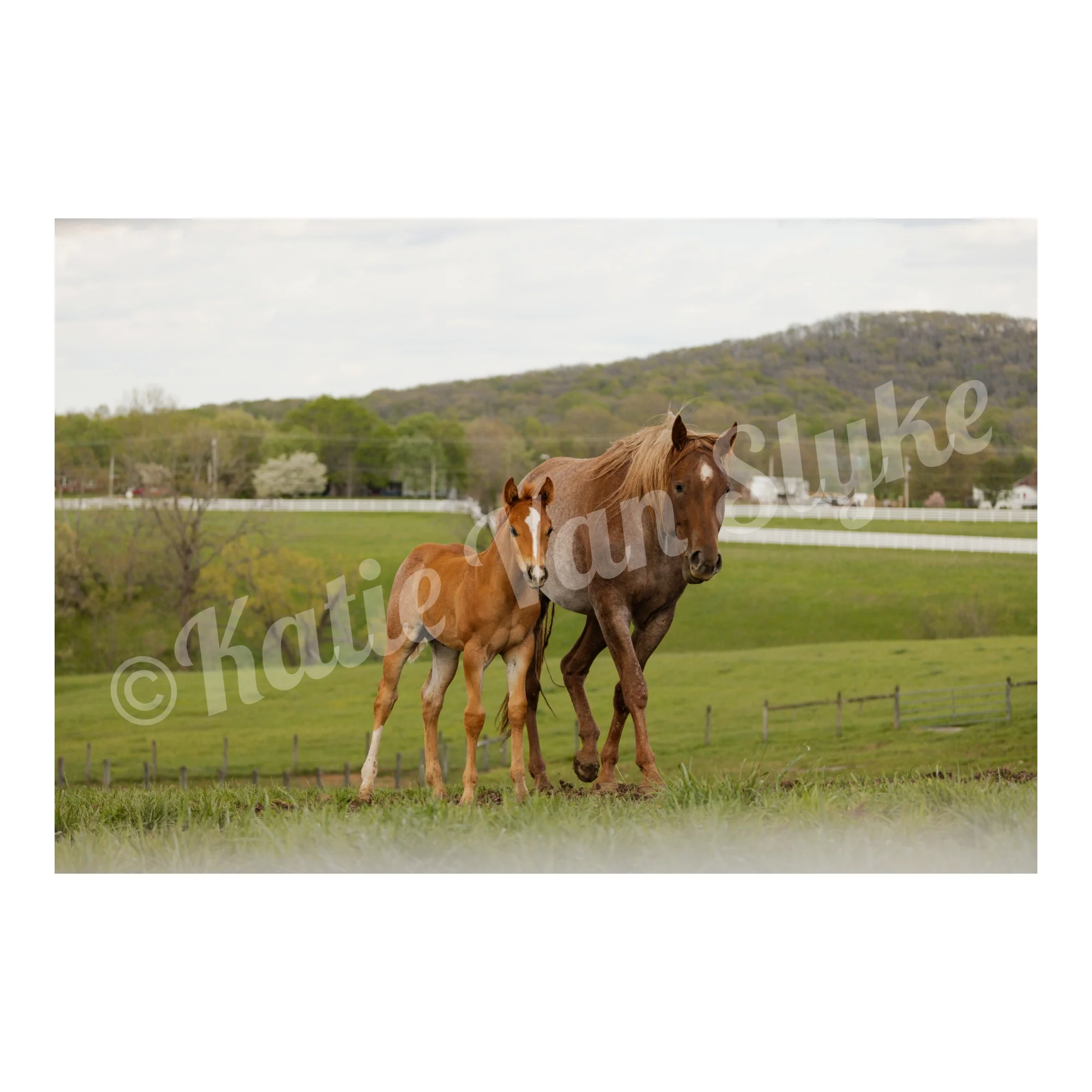 Freddie and Ginger Digital Download by Katie Van Slyke™