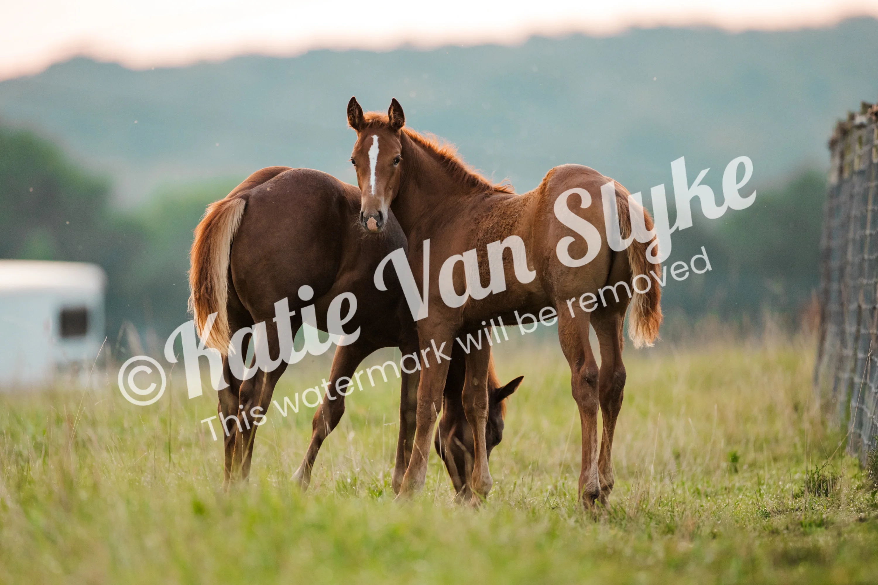 Millie and Ted Grazing Digital Download by Katie Van Slykeâ„¢