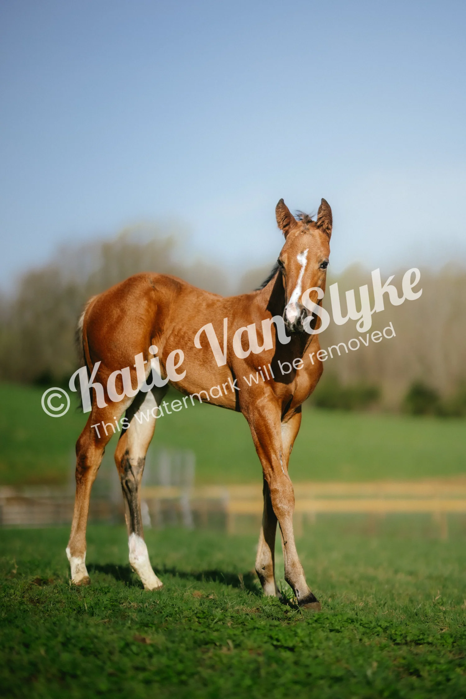 Huckleberry Field Digital Download by Katie Van Slykeâ„¢