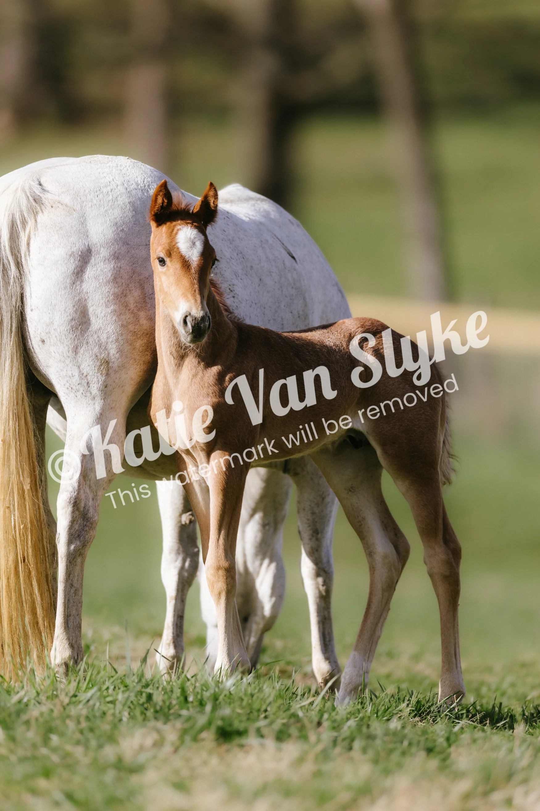 Knox and Gracie Digital Download by Katie Van Slykeâ„¢