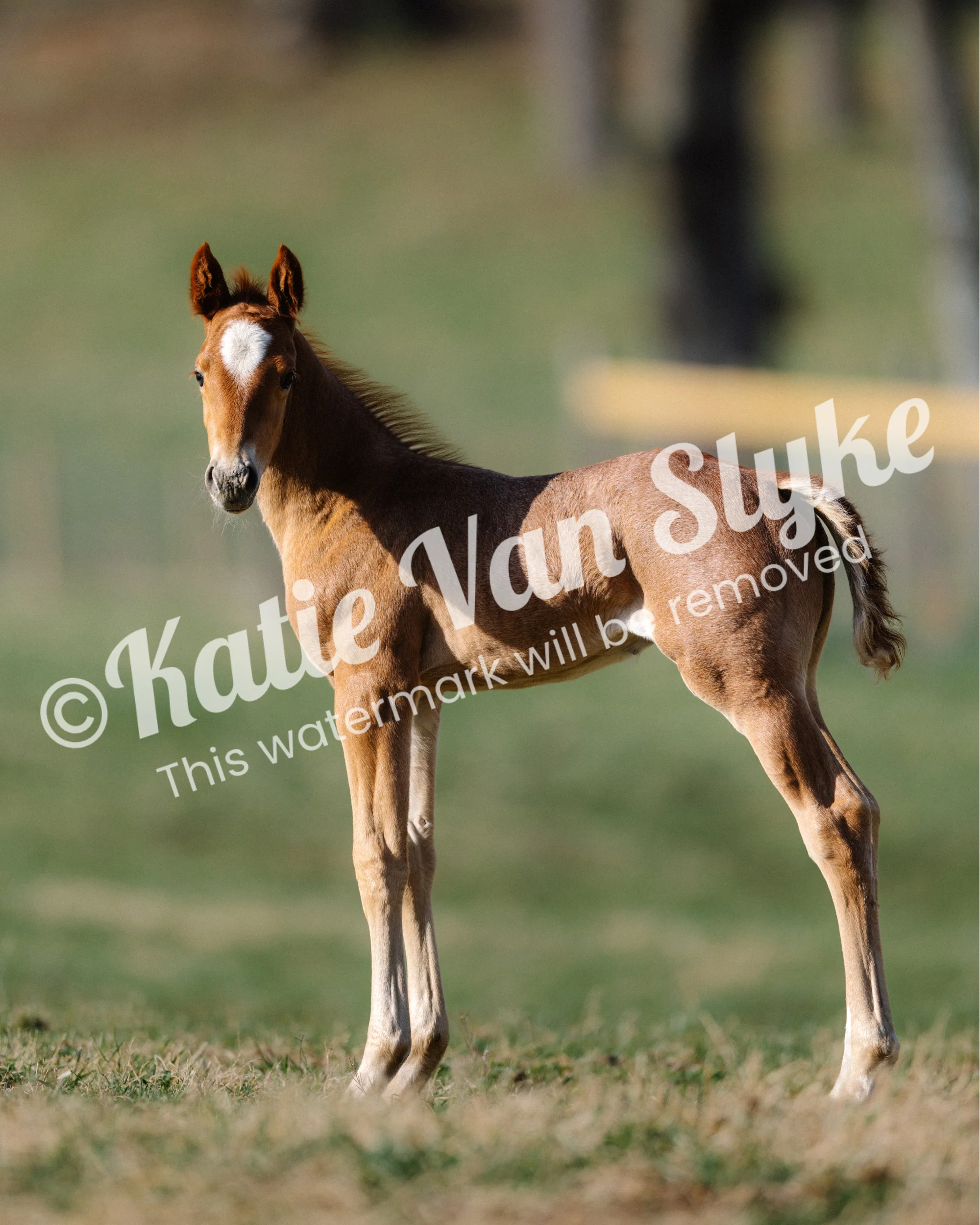 Knox Digital Download by Katie Van Slykeâ„¢