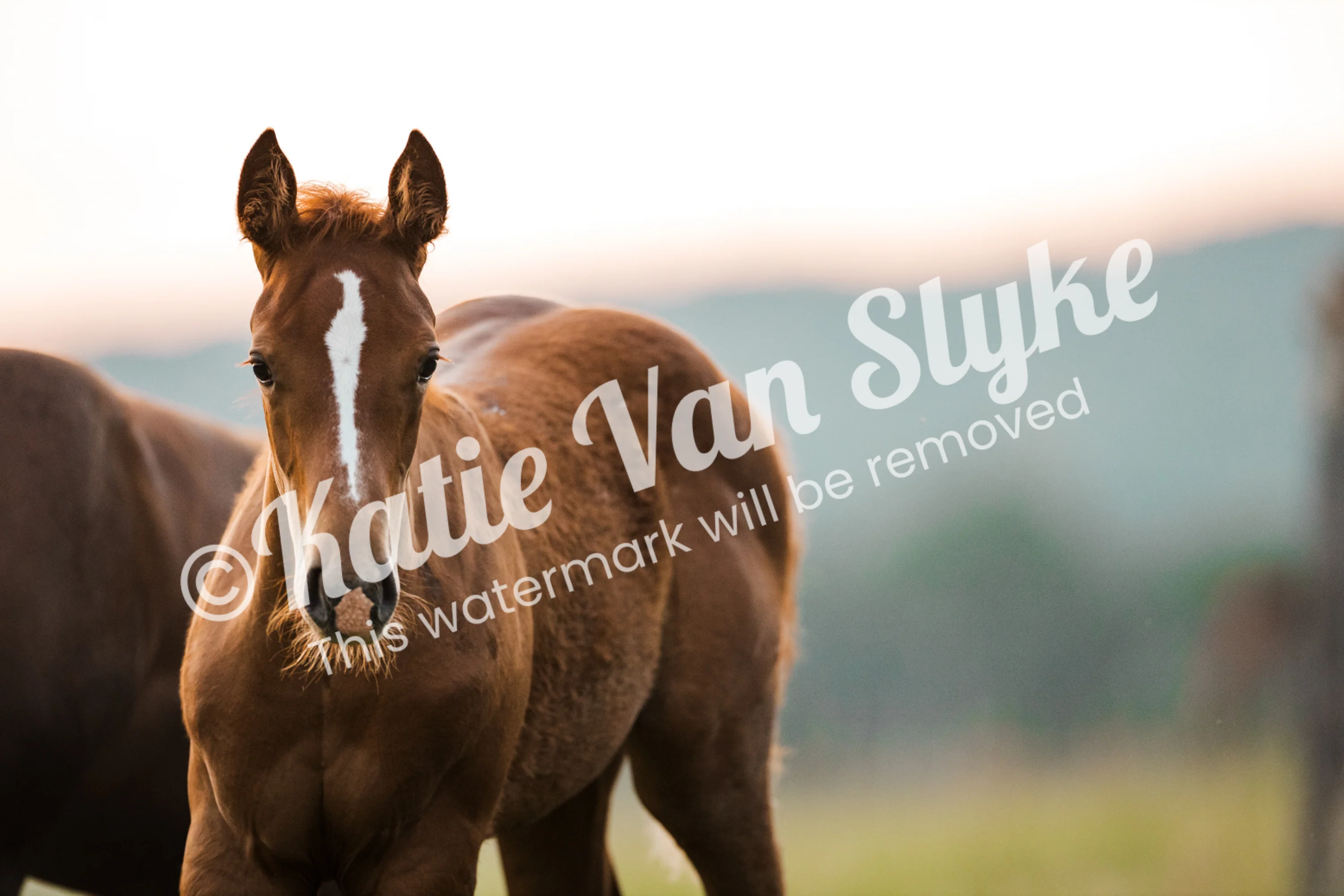Millie Skyline Digital Download by Katie Van Slykeâ„¢