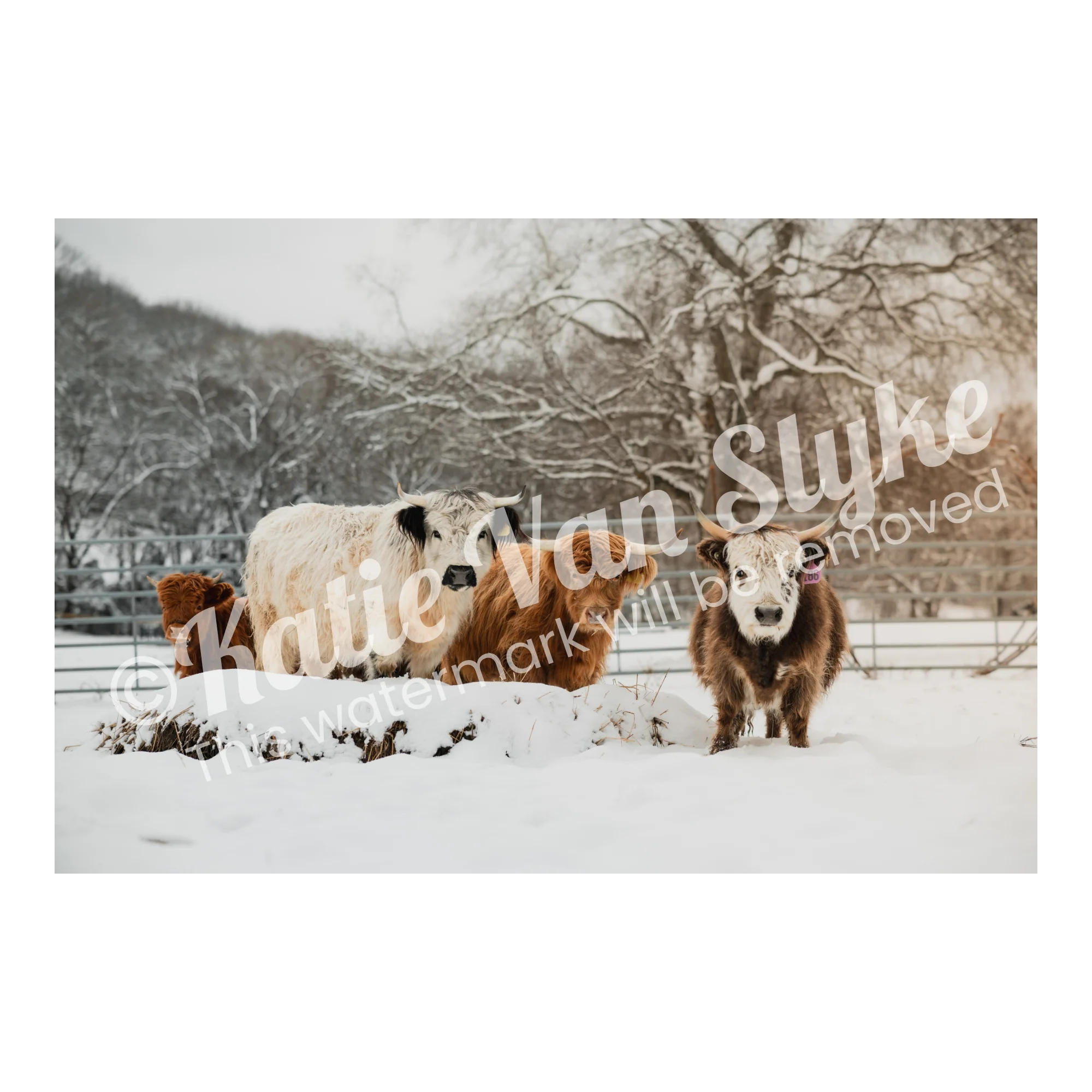 Mini Cows Snow Digital Download by Katie Van Slyke™