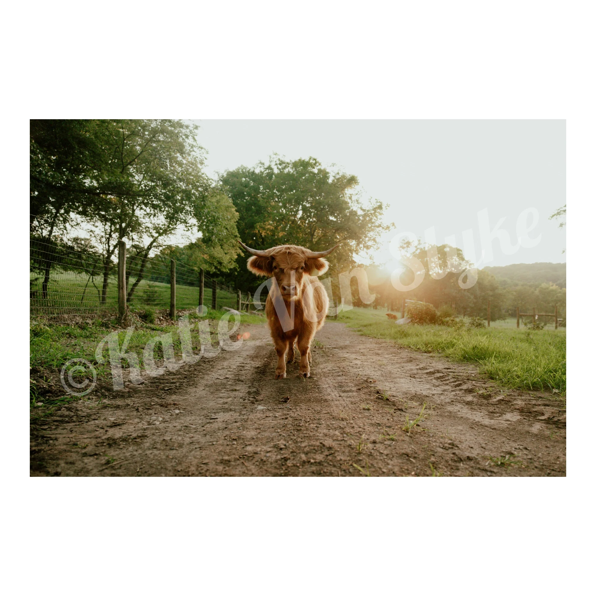 Petunia Road Digital Download by Katie Van Slyke™
