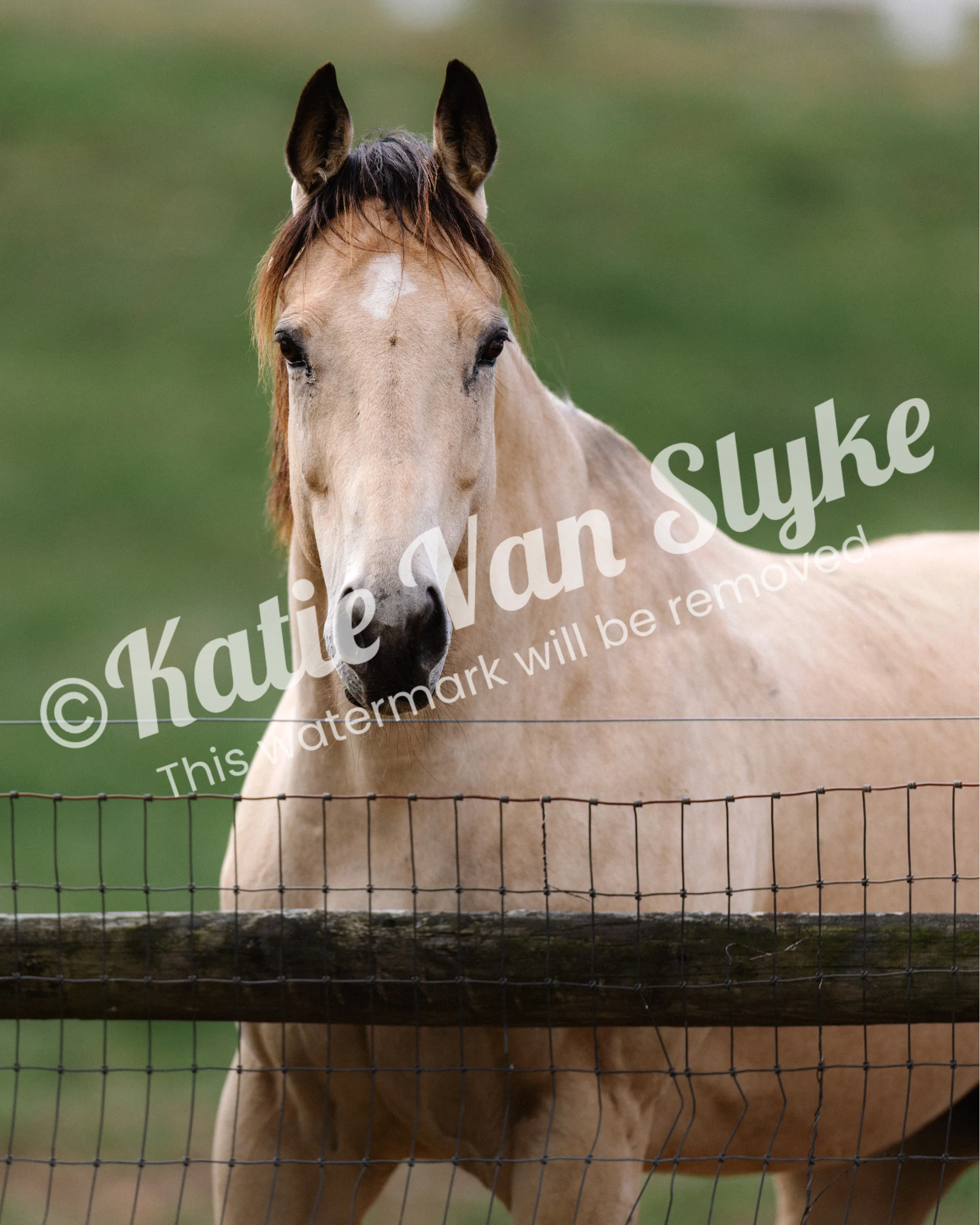 Sophie Digital Download by Katie Van Slykeâ„¢