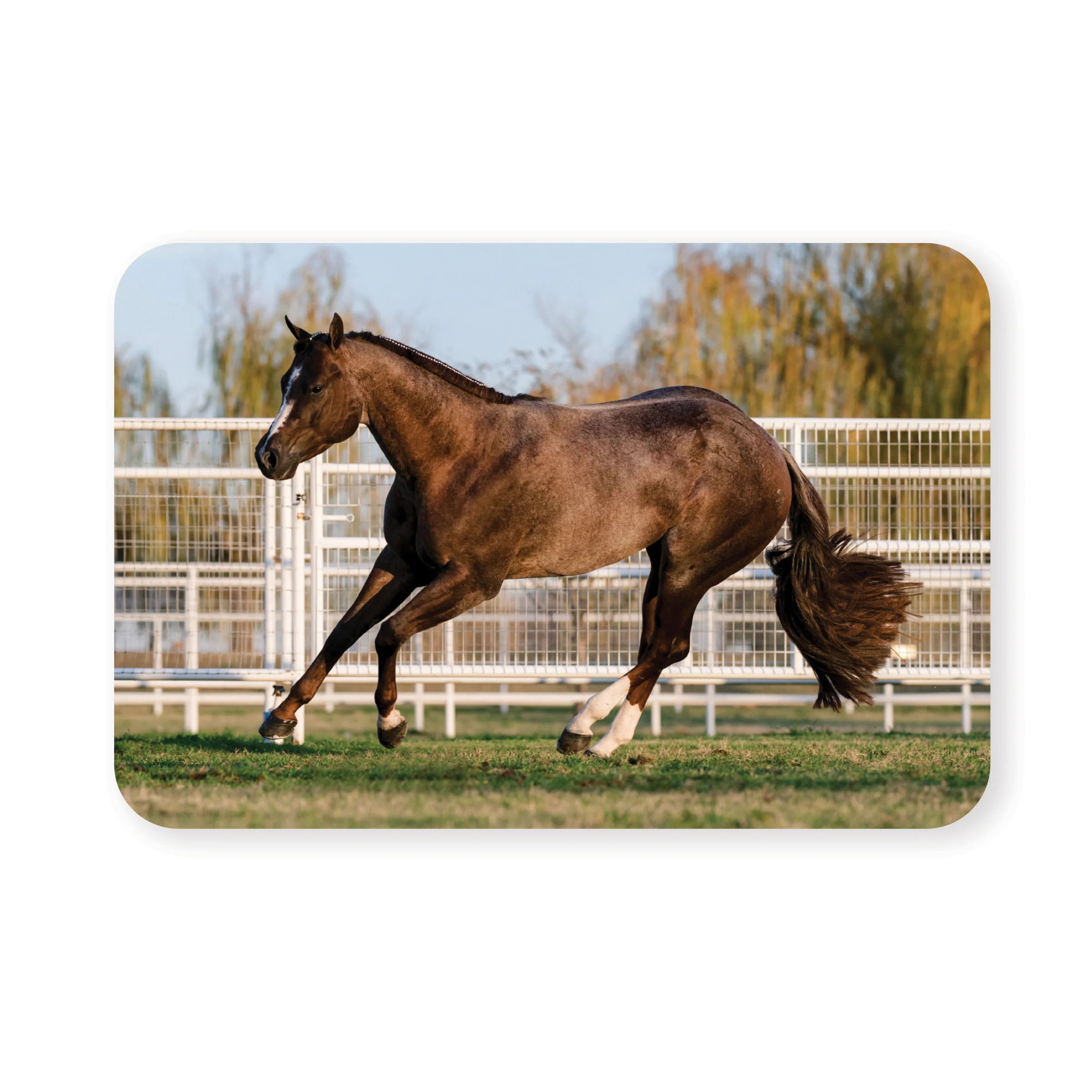 Stallions Sticker 5-Pack by Katie Van Slyke® - Image 6