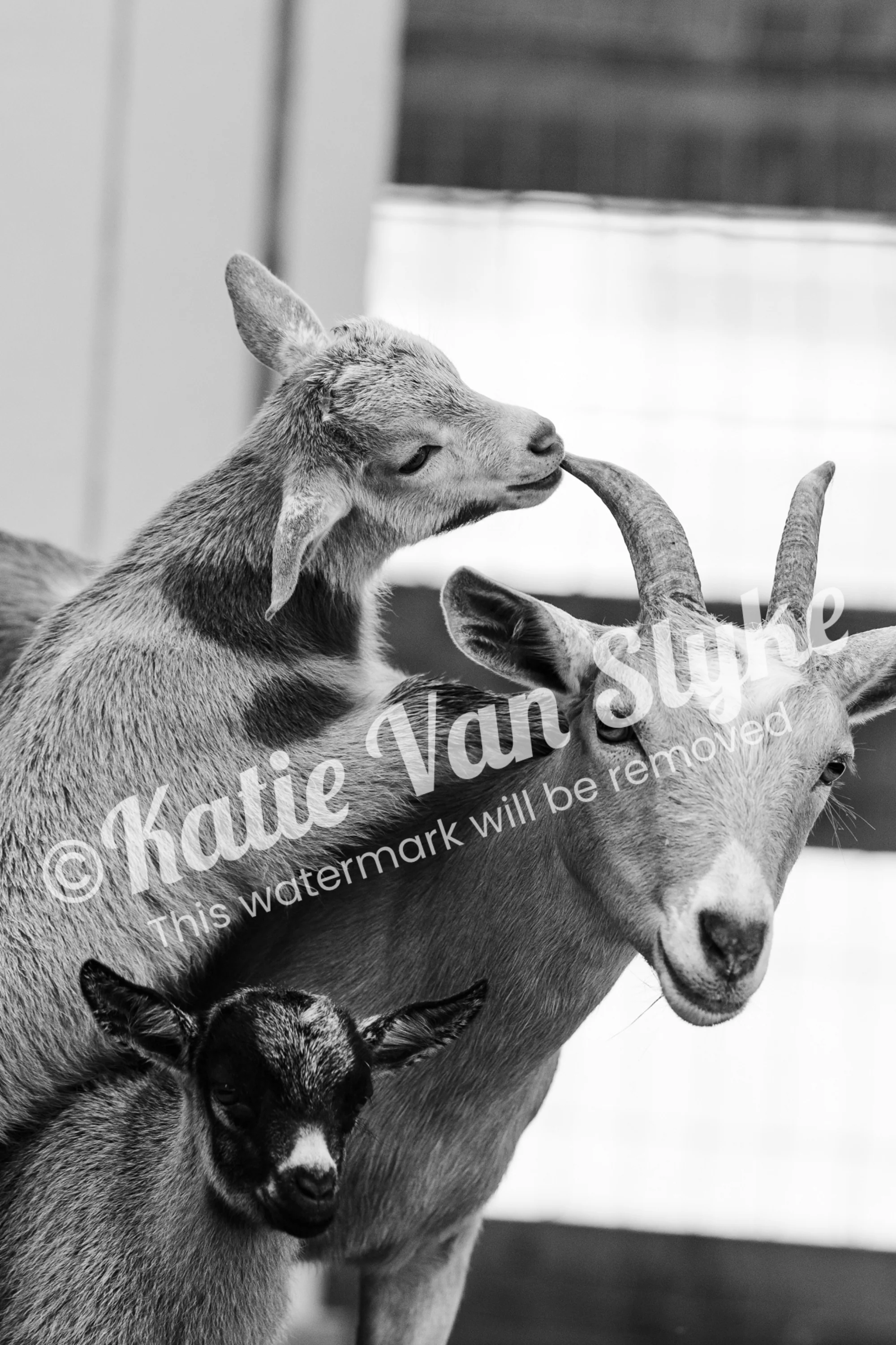 Bean, Briar, and Buttercup Digital Download by Katie Van Slykeâ„¢